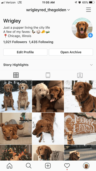 Dog instagram social media app example